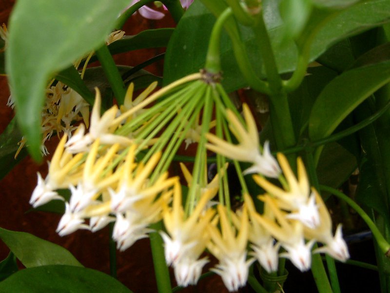 Hoya multiflora