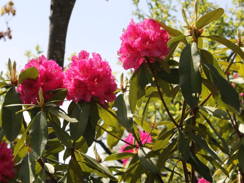 Rhododendron