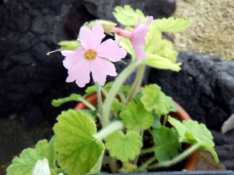 Primula shikokiana