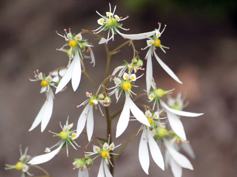 Saxifraga cortusifolia