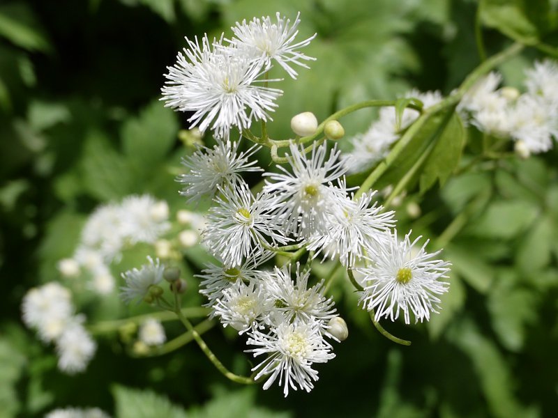 モミジカラマツ Trautvetteria Caroliniensis Var Japonica かぎけん花図鑑