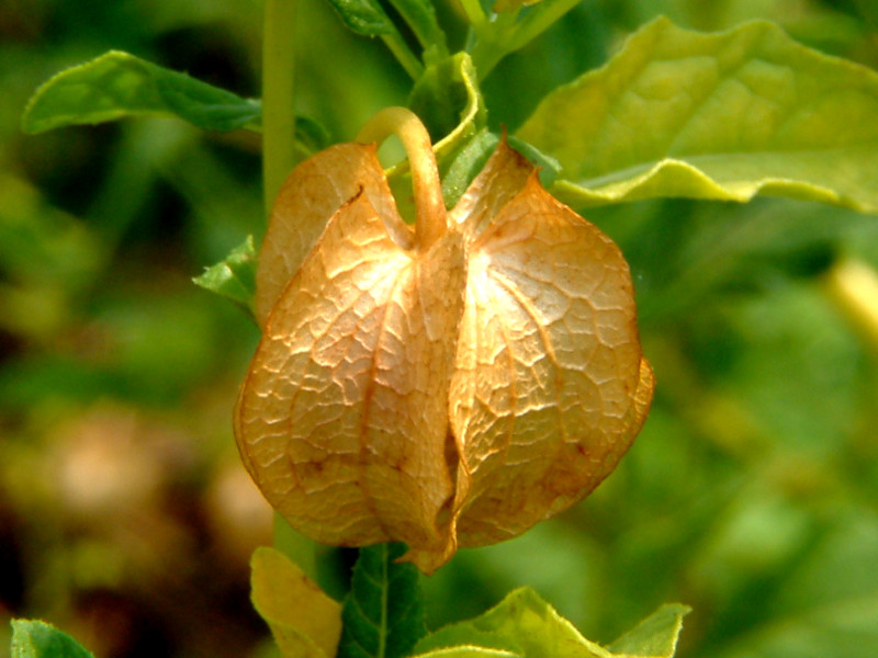 Nicandra physalodes