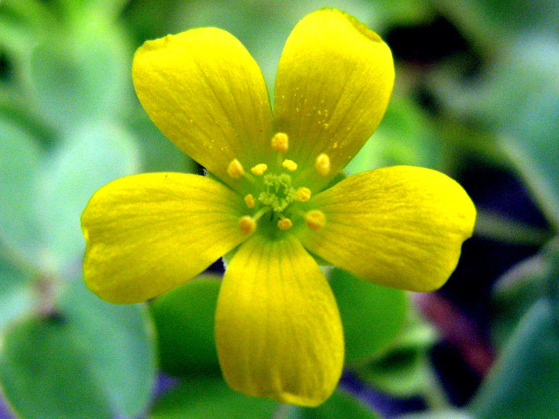 Oxalis corniculata