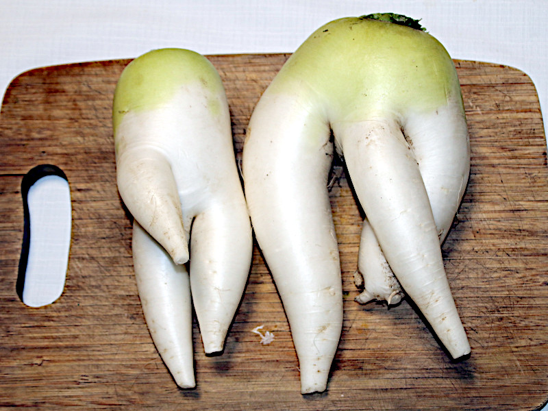 Japanese radish