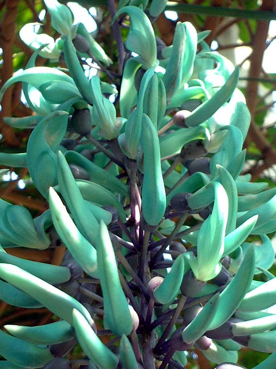 Jade vine