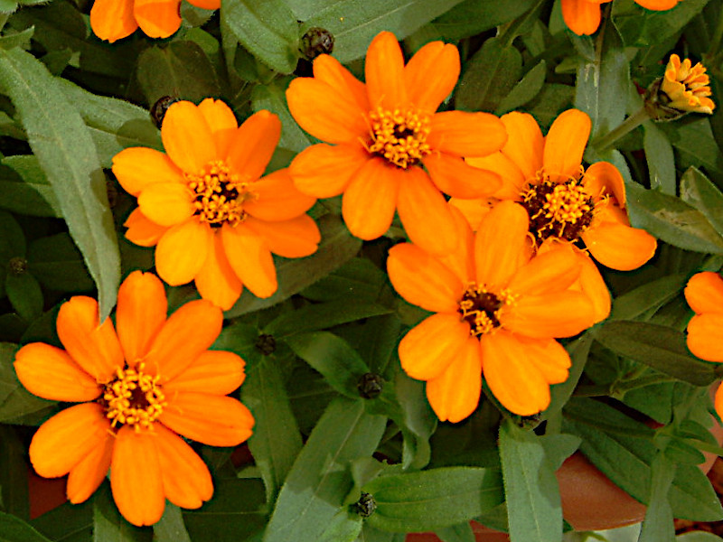 Zinnia linearis