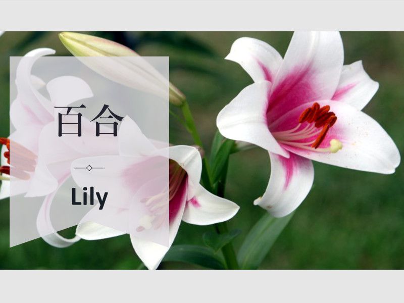 List of Lili Varieties