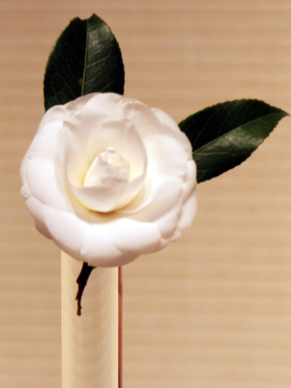 Camellia Alba Plena