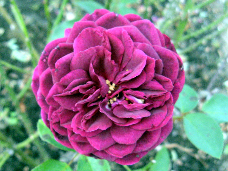 Rose (Rosa 'Pink Cameo') in the Roses Database 