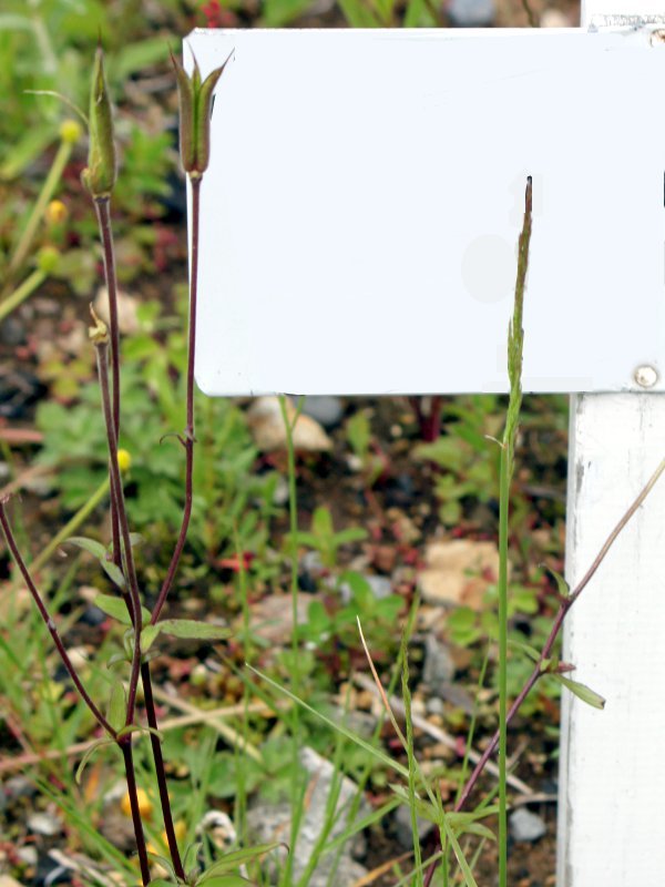 Aquilegia buergeriana