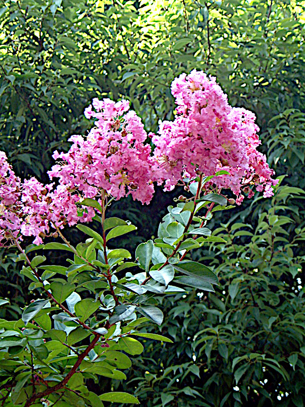 Lagerstroemia Indica