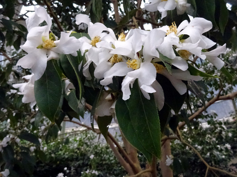 Camellia yuhsienensis