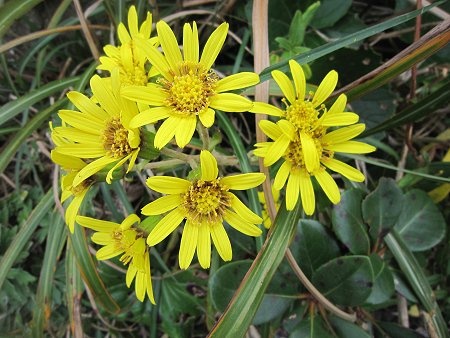 Farfugium japonicum