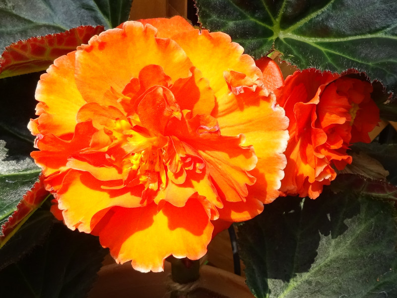  Begonia tuberhybrida 'orange ruffledform' 