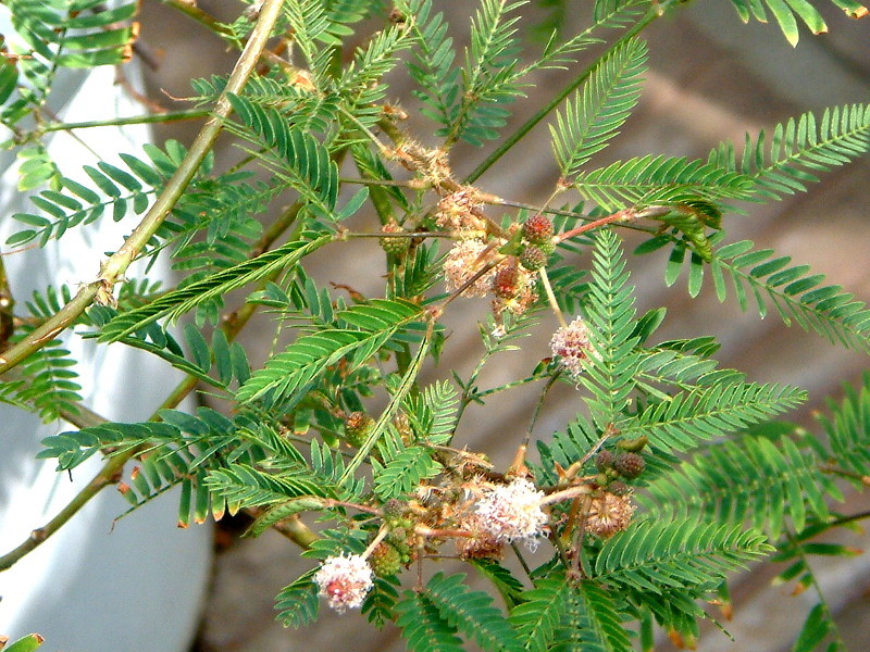 Mimosa pudica