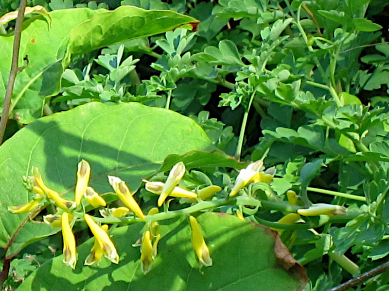 Corydalis