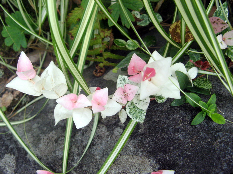 ハツユキカズラ Trachelospermum Asiaticum Hatsuyukikazura かぎけん花図鑑