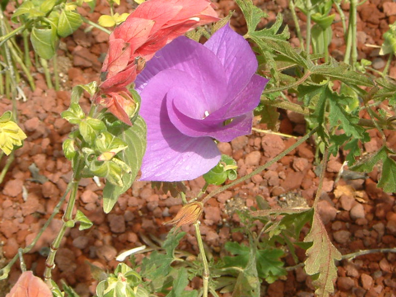 ブルーハイビスカス Alyogyne Huegelii かぎけん花図鑑