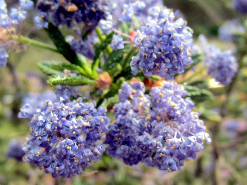 Ceanothus arboreus