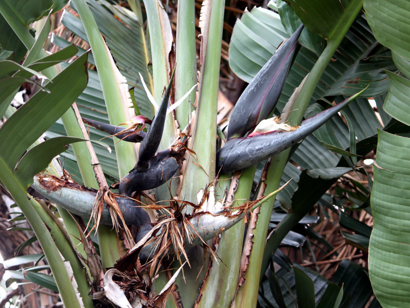 Ravenala madagascariensis