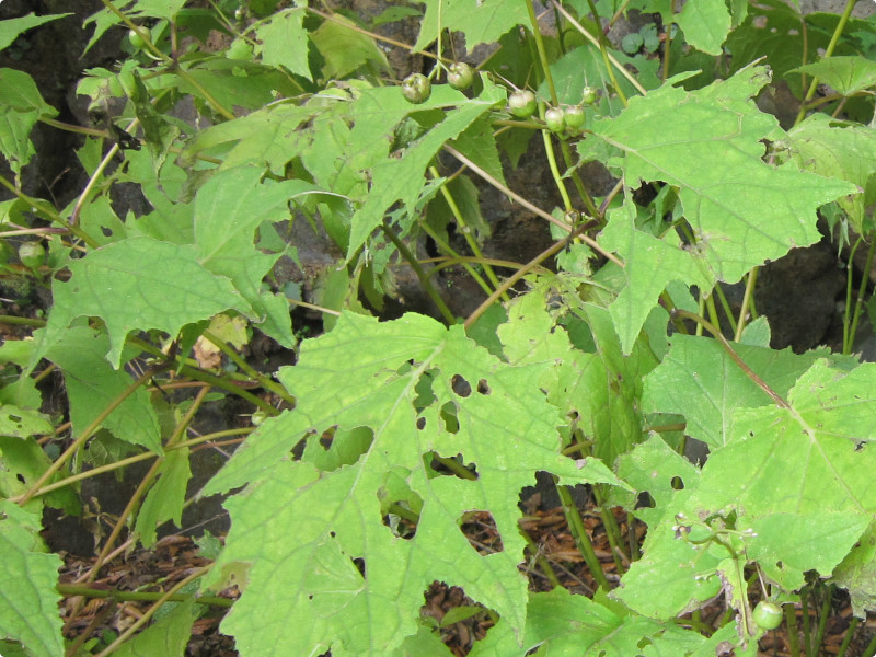 Impatiens nolitangere