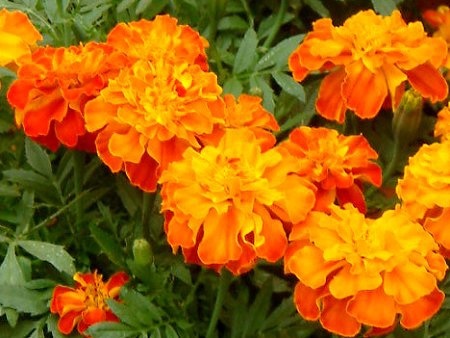 French marigold