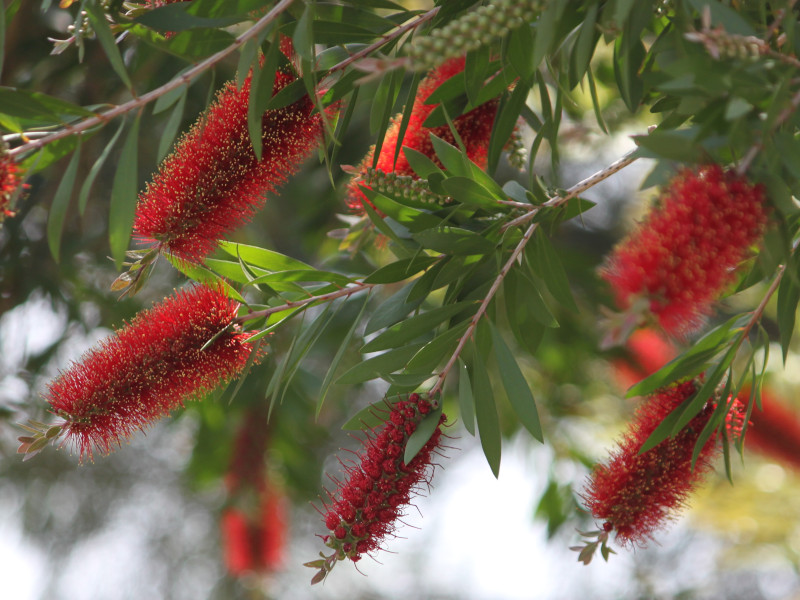 Callistemon speciosus