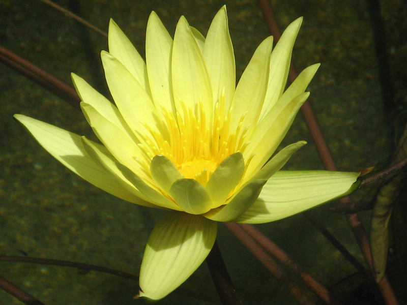 Water lily