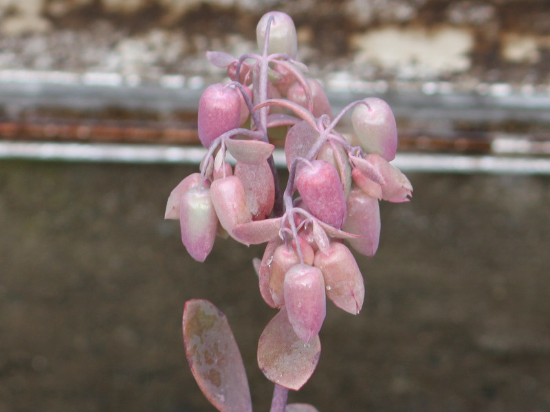 カランコエ ラクシフロラ Kalanchoe Laxiflora かぎけん花図鑑