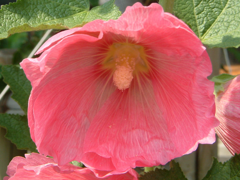 タチアオイ Althaea Rosea かぎけん花図鑑