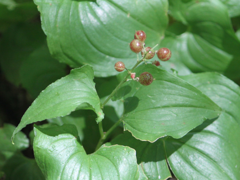 Maianthemum dilatatum