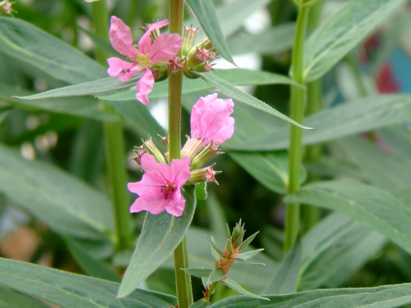 ミソハギ Lythrum Anceps かぎけん花図鑑