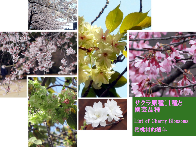 サクラ（桜）の種類一覧