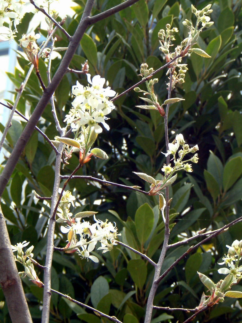 アメリカザイフリボク Amelanchier Canadensis かぎけん花図鑑