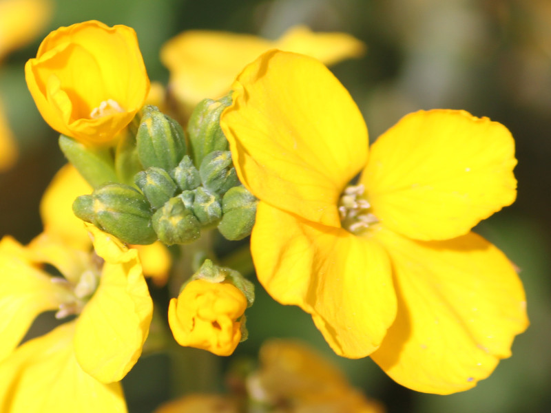 Wall flower