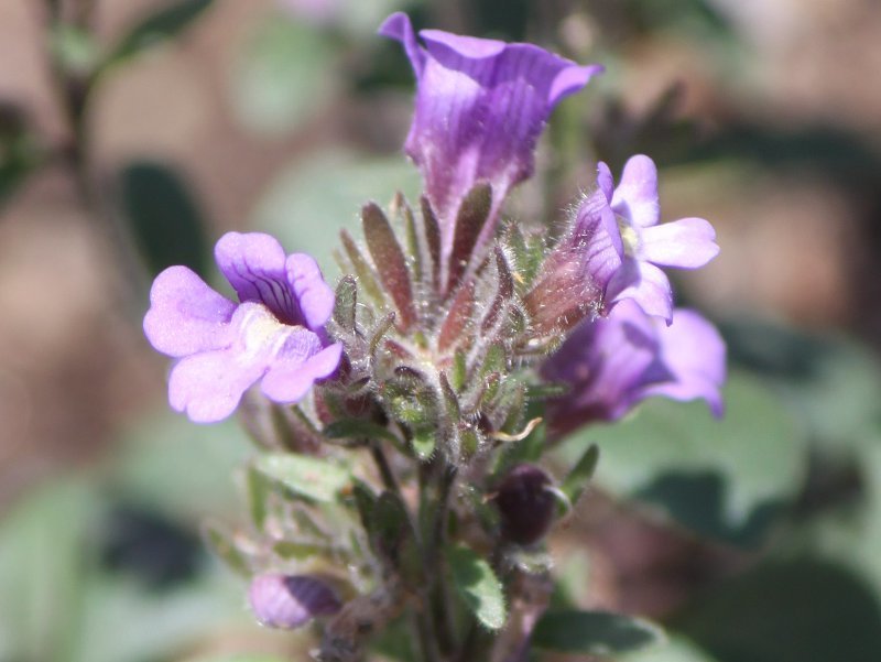 矮性金鱼草 Chaenorrhinum Origanifolium 科技研花图画书