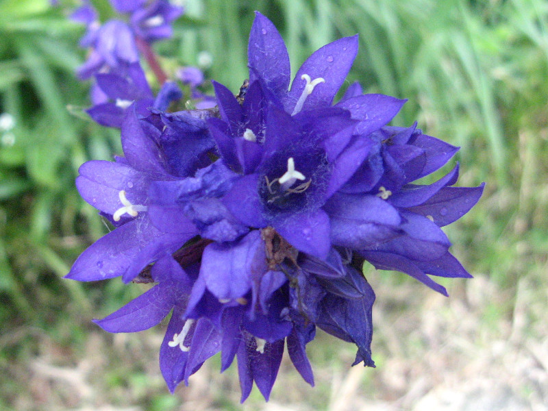 Campanula glomerata "Dahurica"