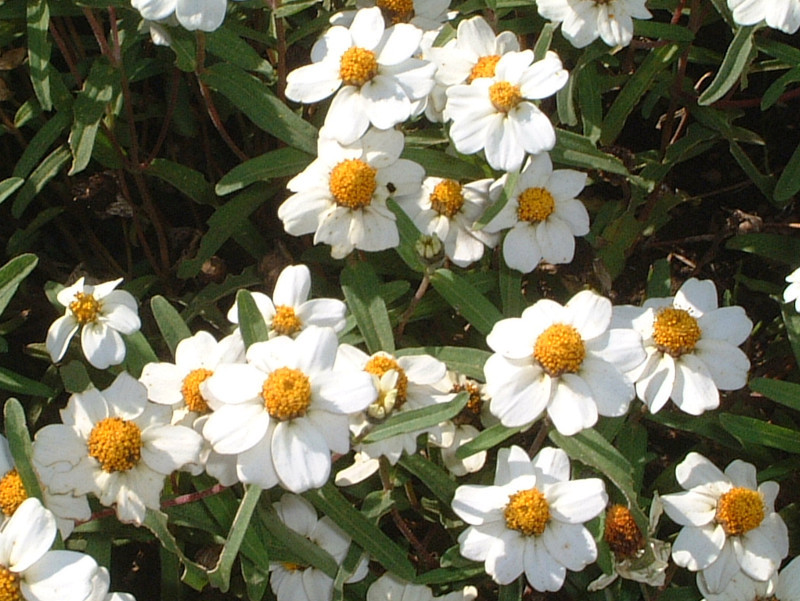 ジニア リネアリス Zinnia Angustifolia かぎけん花図鑑