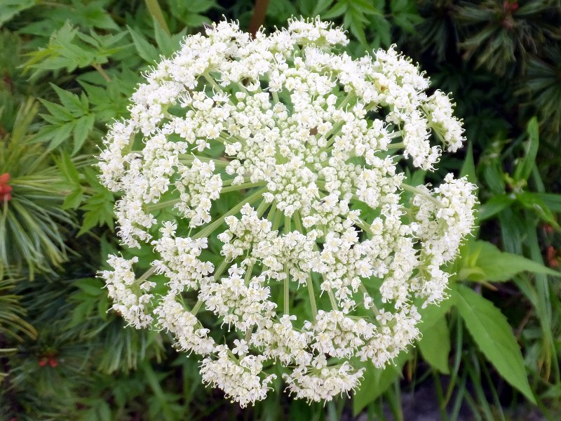 Angelica polymorpha | Angelica polymorpha | Flower Database