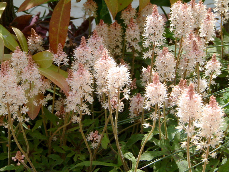 Tiarella ' Spring symphony'