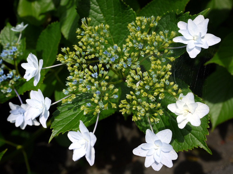 額紫陽花 '隅田の花火'