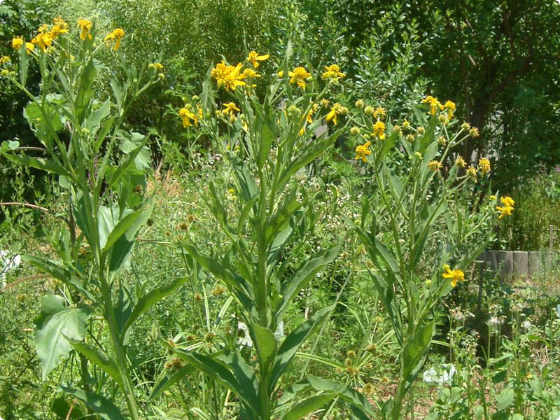 Verbesina alternifolia