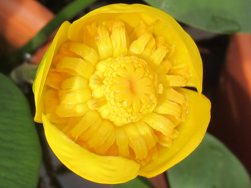 コウホネ Nuphar Japonicum かぎけん花図鑑