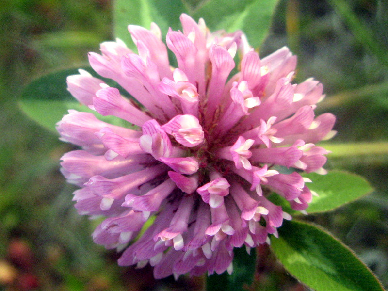 ムラサキツメクサ Trifolium Pratense かぎけん花図鑑