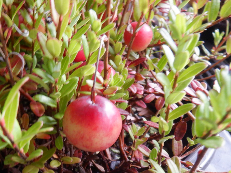 クランベリー Vaccinium Macrocarpon かぎけん花図鑑