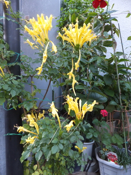 Yellow cape honeysuckle