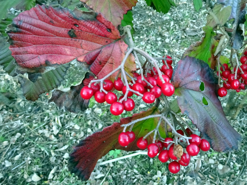 Viburnum dilatatum