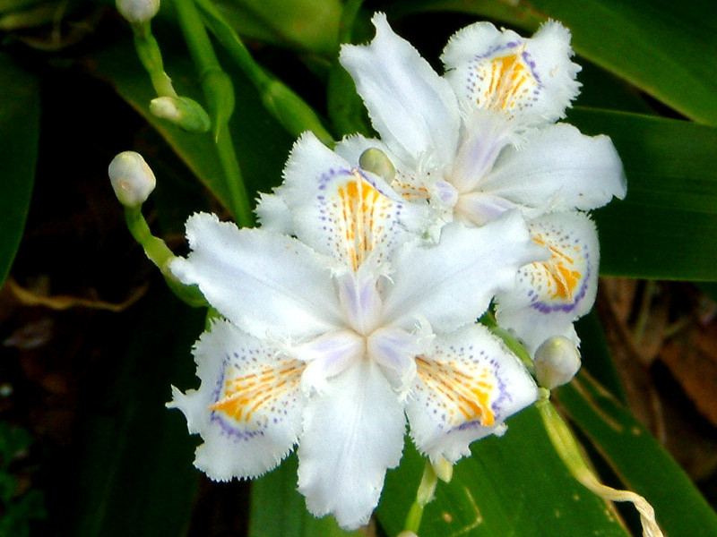 Iris japonica