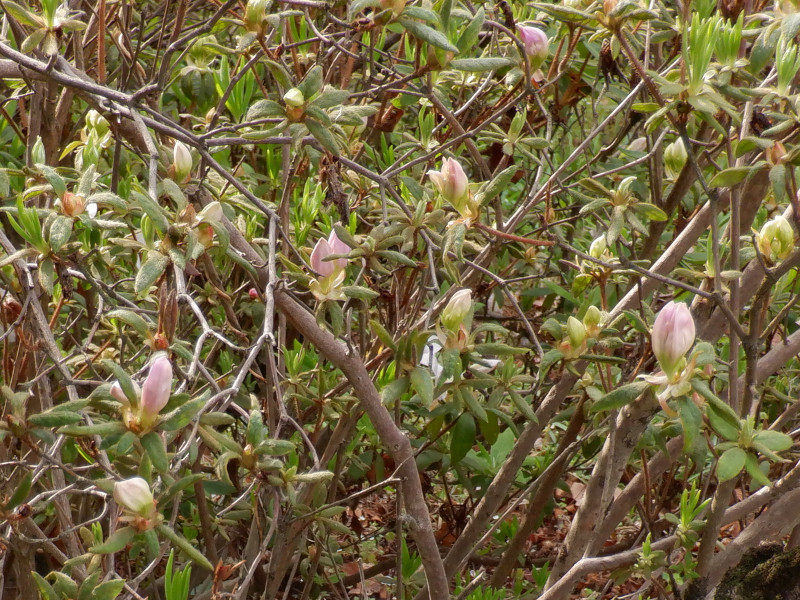 Rhododendron kaempferi