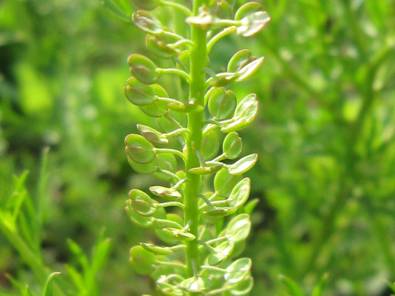 キレハマメグンバイナズナ Lepidium Bonariense かぎけん花図鑑